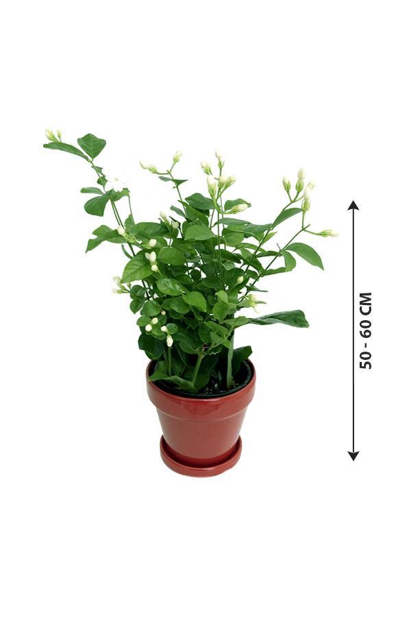 Arabian Jasmine-Jasminum Sambac - Arabian Jasmine-Jasminum Sambac - Plantsworld.ae