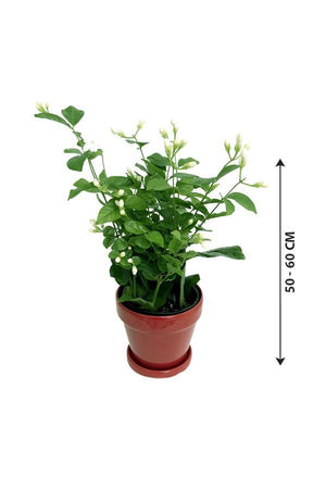 Arabian Jasmine-Jasminum Sambac - Arabian Jasmine-Jasminum Sambac - Plantsworld.ae