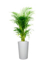 Areca Palm Indoor-Office Plant - Buy Indoor Plants Online at Plantsworld.ae

