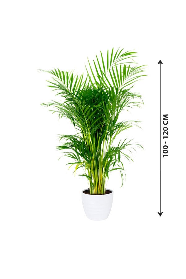 Areca Palm - Indoor Palm Plant - Plantsworld.ae