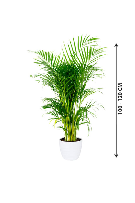 Areca Palm - Indoor Palm Plant - Plantsworld.ae