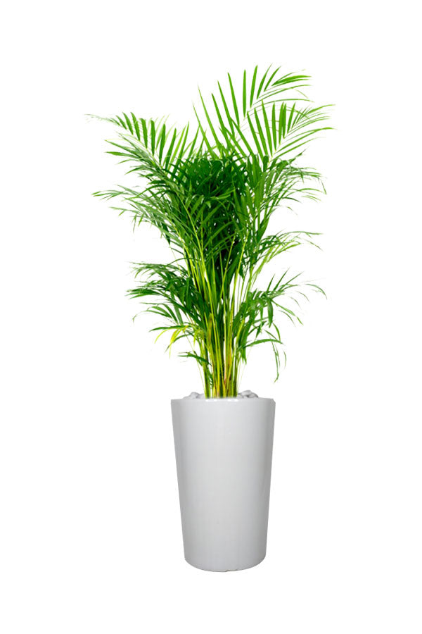Silver Combo - Health Club Package - Plantsworld.ae