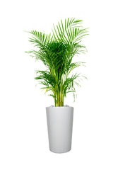 Platinum Office Combo Package - Plantsworld.ae