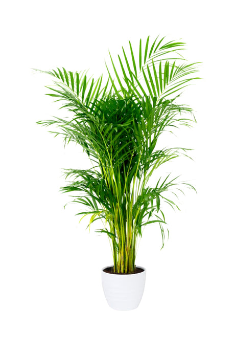 Areca Palm Chrysalidocarpus in a White Ceramic Pot
