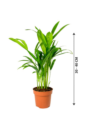 Areca Palm Small - Chrysalidocarpus Lutescens - Plantsworld.ae