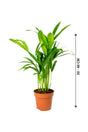 Areca Palm Small - Chrysalidocarpus Lutescens - Plantsworld.ae