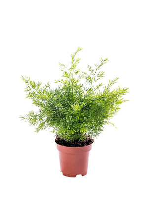 Asparagus Fern - Climbing  Fern - Plantsworld.ae