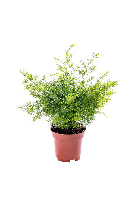 Asparagus Fern - Climbing  Fern - Plantsworld.ae