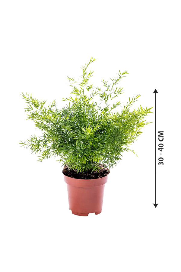 Asparagus Fern - Climbing  Fern - Plantsworld.ae