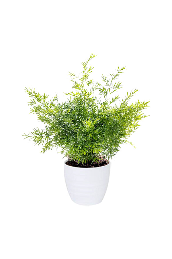 Asparagus Fern Climbing Indoor Plant in White Ceramic Pot – 30-40 CM Houseplant for Home Decor