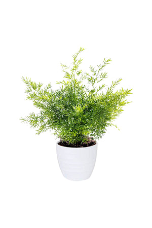 Asparagus Fern Climbing Indoor Plant in White Ceramic Pot – 30-40 CM Houseplant for Home Decor