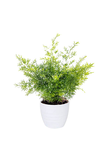 Asparagus Fern Climbing Indoor Plant in White Ceramic Pot – 30-40 CM Houseplant for Home Decor