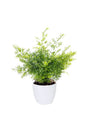 Asparagus Fern Climbing Indoor Plant in White Ceramic Pot – 30-40 CM Houseplant for Home Decor