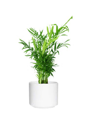 Bamboo Palm (Chamaedorea Elegans) in a decorative pot with lush green leaves. Ideal indoor plant known for air purification and adding a tropical touch to interiors