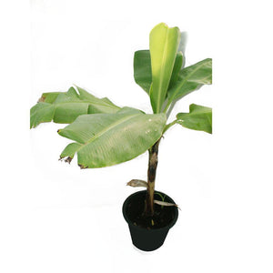 Banana- Musa Acuminata - Banana- Musa Acuminata - Plantsworld.ae