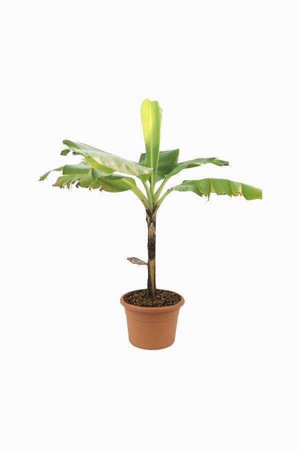Banana- Musa Acuminata - Banana- Musa Acuminata - Plantsworld.ae