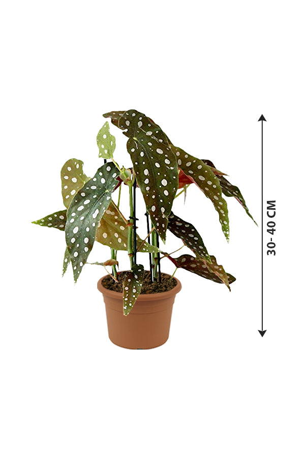 Begonia Maculata - Polka Dot Begonia - Plantsworld.ae