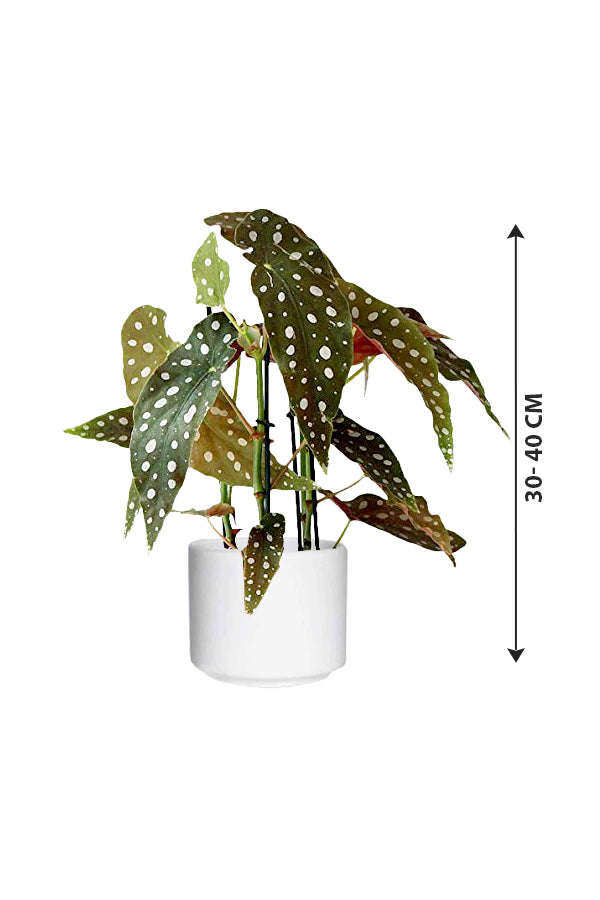 Begonia Maculata - Polka Dot Begonia - Plantsworld.ae