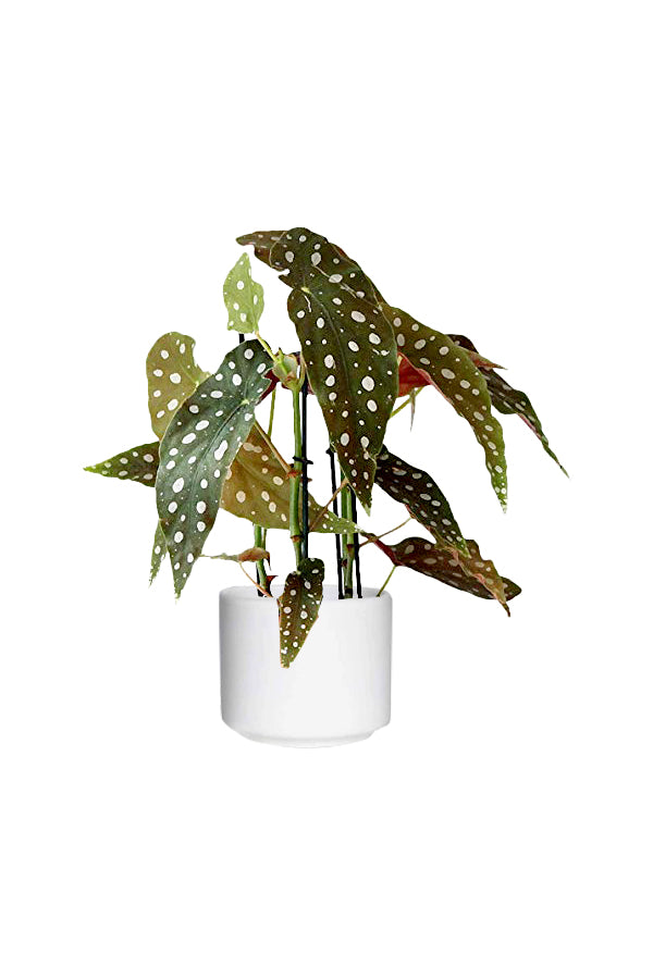 Polka Dot Begonia (Begonia Maculata) with unique spotted leaves, available at Plantsworld.ae