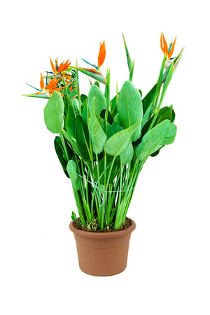 Bird Of Paradise - Strelitzia Reginae - Plantsworld.ae
