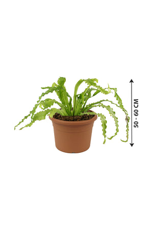 Birds Nest Fern - Asplenium Antiquum - Plantsworld.ae