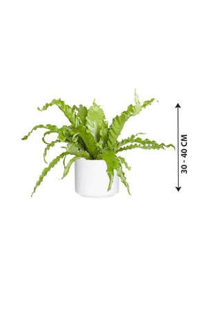 Birds Nest Fern - Asplenium Antiquum - Plantsworld.ae