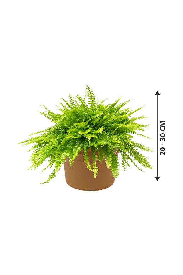 Boston Fern - Nephrolepis Exaltata - Plantsworld.ae