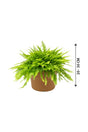 Boston Fern - Nephrolepis Exaltata - Plantsworld.ae