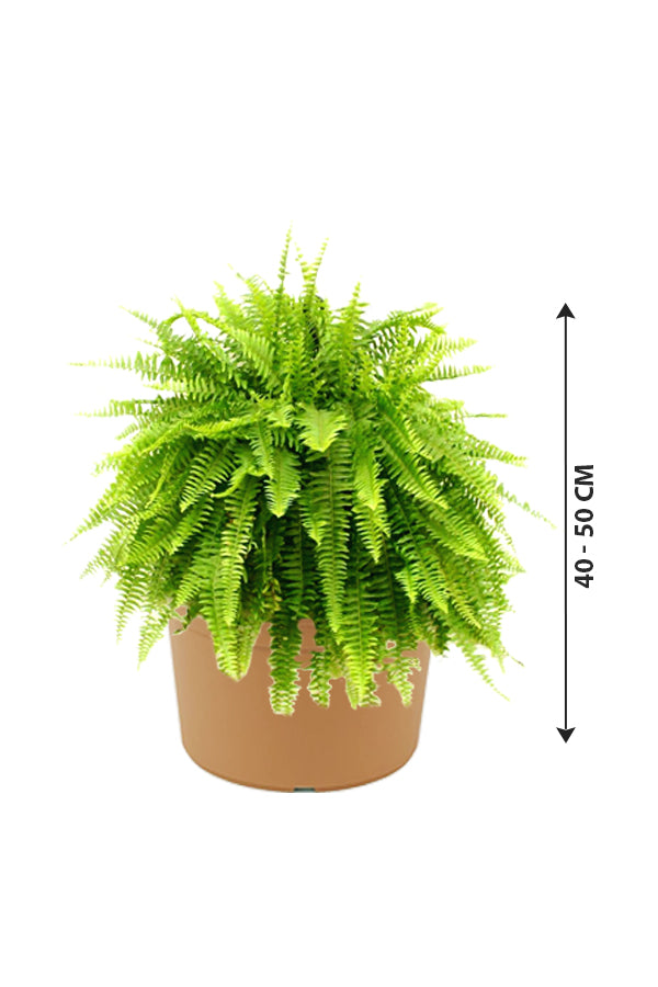 Boston Fern - Nephrolepis Exaltata - Plantsworld.ae