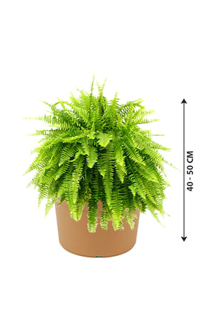 Boston Fern - Nephrolepis Exaltata - Plantsworld.ae