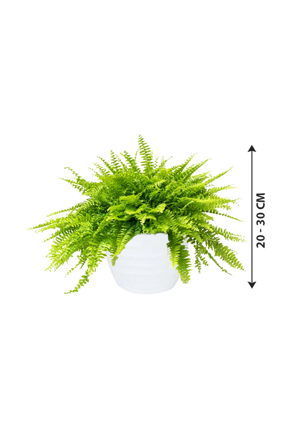 Boston Fern - Nephrolepis Exaltata - Plantsworld.ae