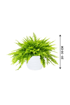 Boston Fern - Nephrolepis Exaltata - Plantsworld.ae