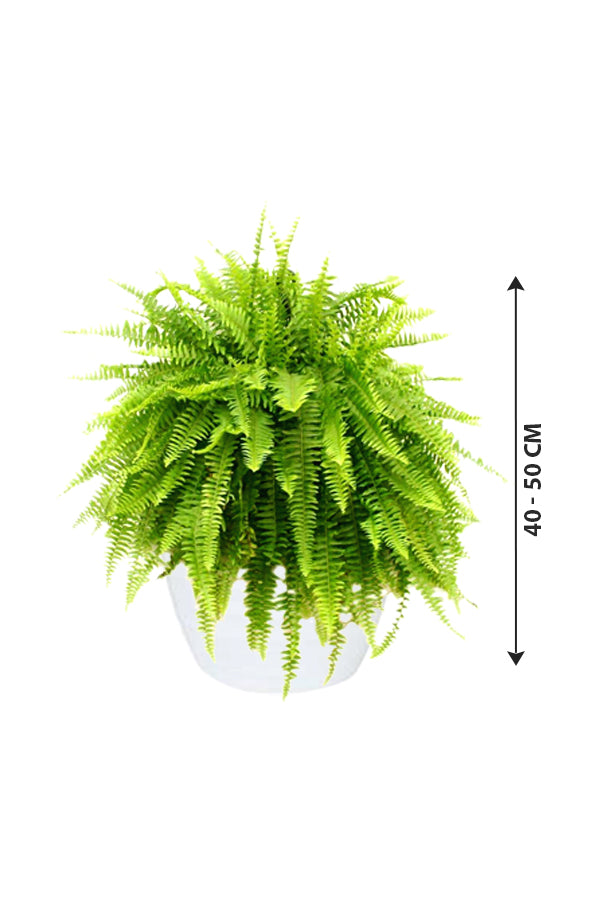 Boston Fern - Nephrolepis Exaltata - Plantsworld.ae