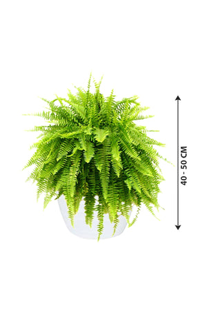 Boston Fern - Nephrolepis Exaltata - Plantsworld.ae