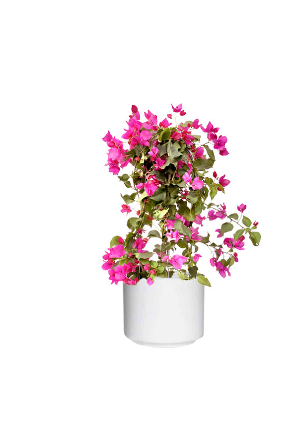  Bougainvillea - Paper Flower Plant in Ceramic Pot, bright pink flowers blooming
