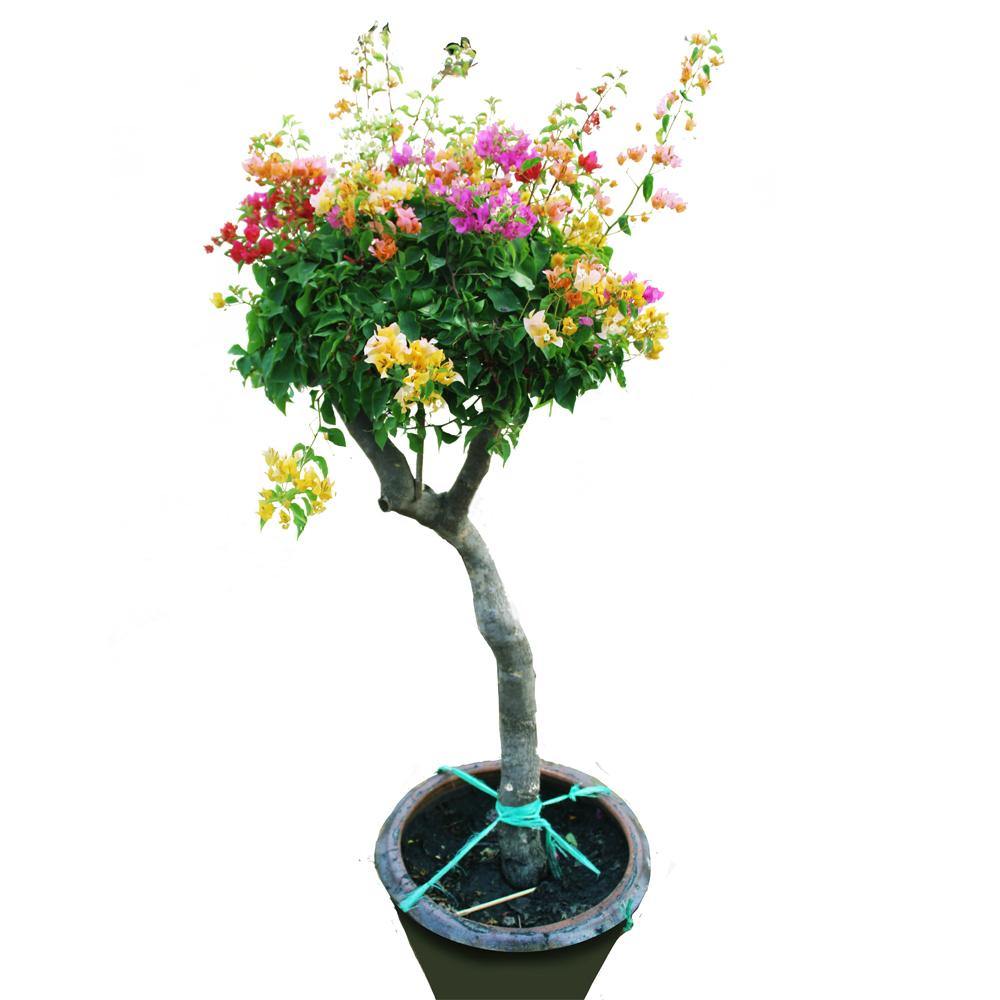 Great Bougainvillea Bougainvillea Spectabilis Outdoor Flowering Plant – Stunning Pink Flowers for Your Garden.

