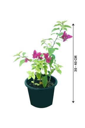 Bougainvillea Small - Outdoor Flowering Plant - Plantsworld.ae