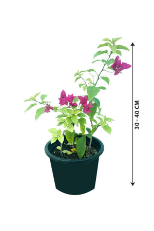 Bougainvillea Small - Outdoor Flowering Plant - Plantsworld.ae