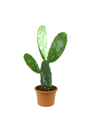 Bunny Ear Cactus - Opuntia Microdasys - Plantsworld.ae