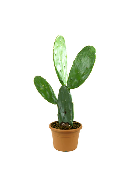 Bunny Ear Cactus - Opuntia Microdasys - Plantsworld.ae