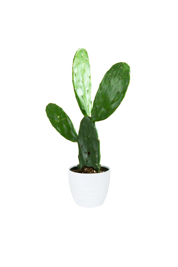 Bunny Ear Cactus - Opuntia Microdasys with soft pads and unique appearance from Plantsworld.ae