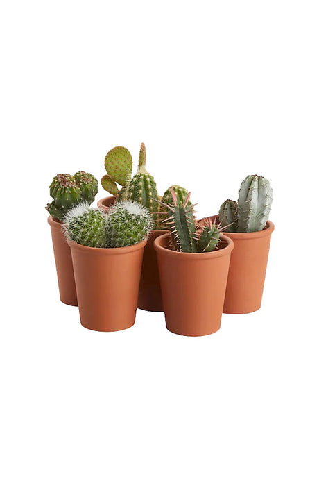 Cactus Collection - Set of 5 - Plantsworld.ae