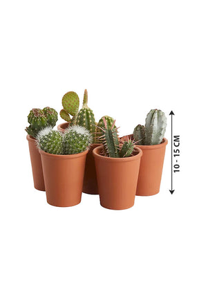 Cactus Collection - Set of 5 - Plantsworld.ae