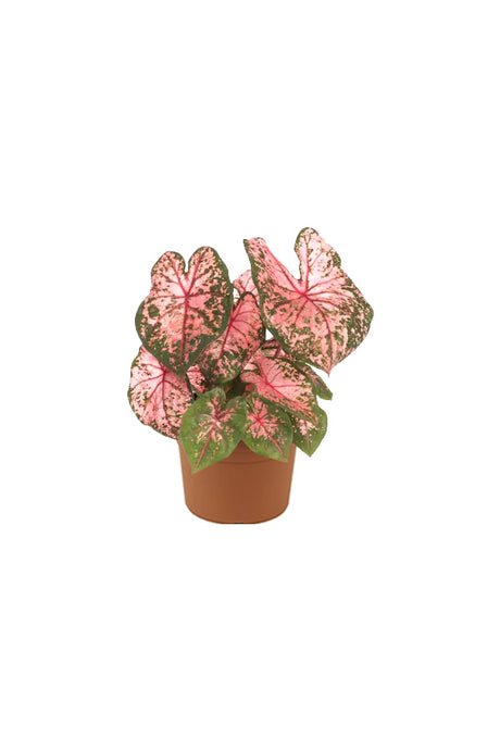 Caladium Angel Wings indoor plant with vibrant heart-shaped colorful foliage