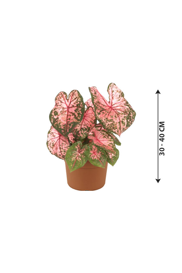 Angel Wings - Caladium Bicolor - Plantsworld.ae