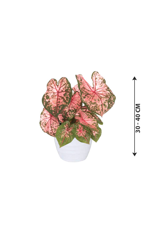 Angel Wings - Caladium Bicolor - Plantsworld.ae