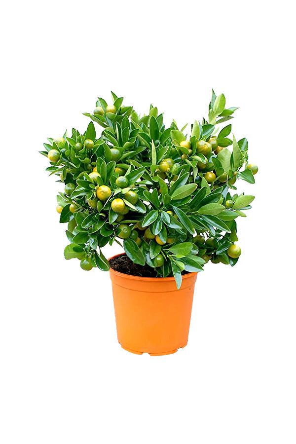 Calamansi - Citrofortunella Microcarpa - Plantsworld.ae