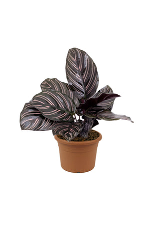 Pinstripe Plant - Goeppertia Ornata - Plantsworld.ae