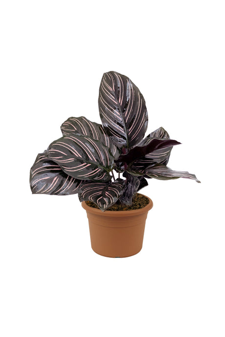 Pinstripe Plant - Goeppertia Ornata - Plantsworld.ae