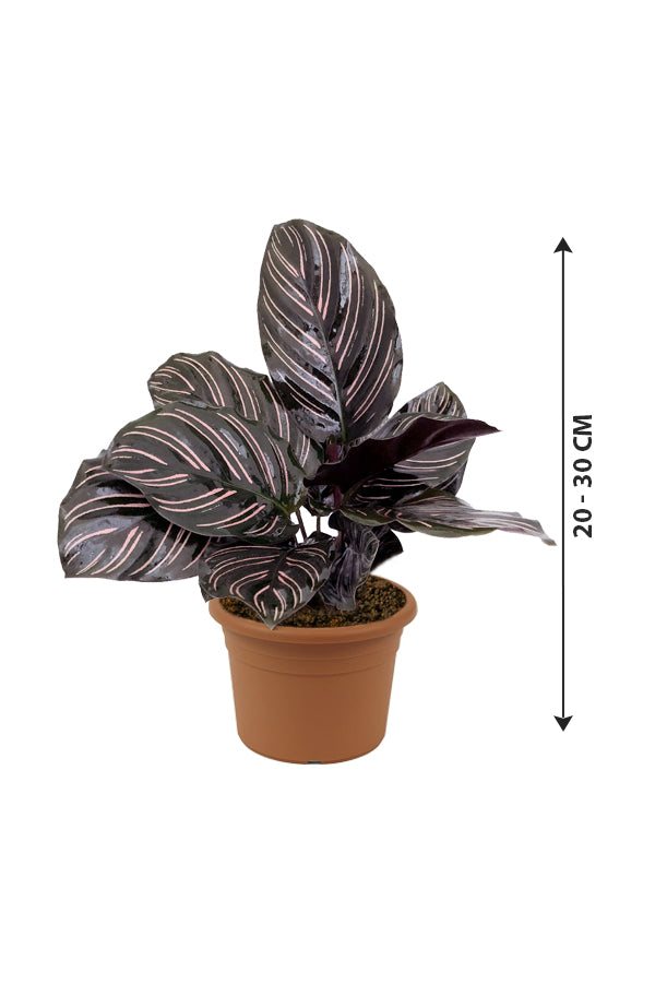 Pinstripe Plant - Goeppertia Ornata - Plantsworld.ae